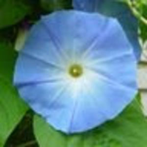 Meet your Posher, Leslie